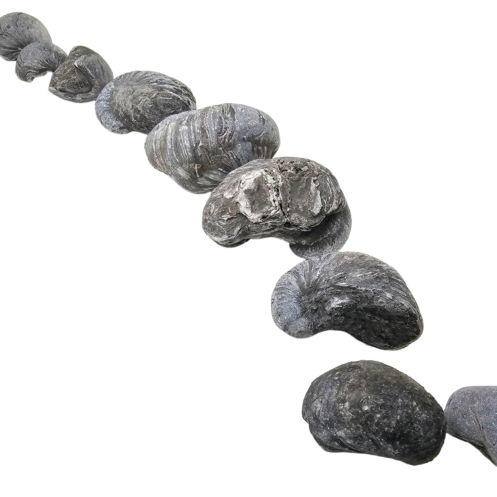 Devil's Toenail (Gryphaea) - Oyster Fossil