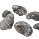 England - Jurassic - Devils Toenail - Fossil