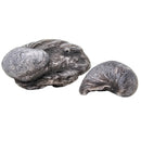 England - Jurassic - Devils Toenail - Fossil