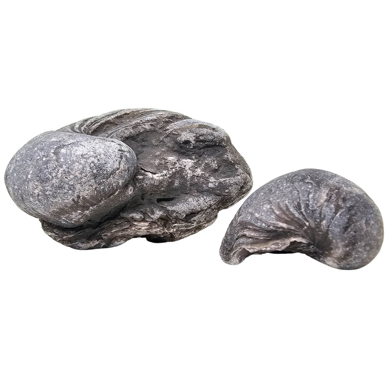 Devil's Toenail (Gryphaea) - Oyster Fossil