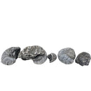 England - Jurassic - Devils Toenail - Fossil