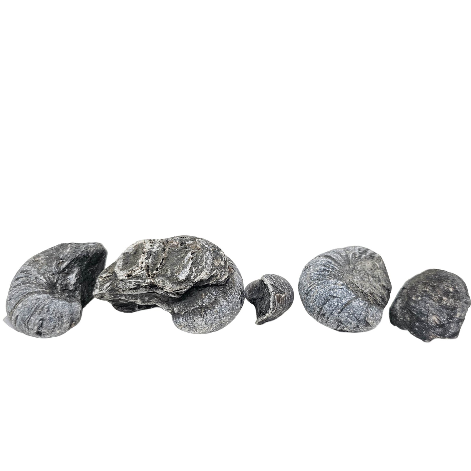 Devil's Toenail (Gryphaea) - Oyster Fossil