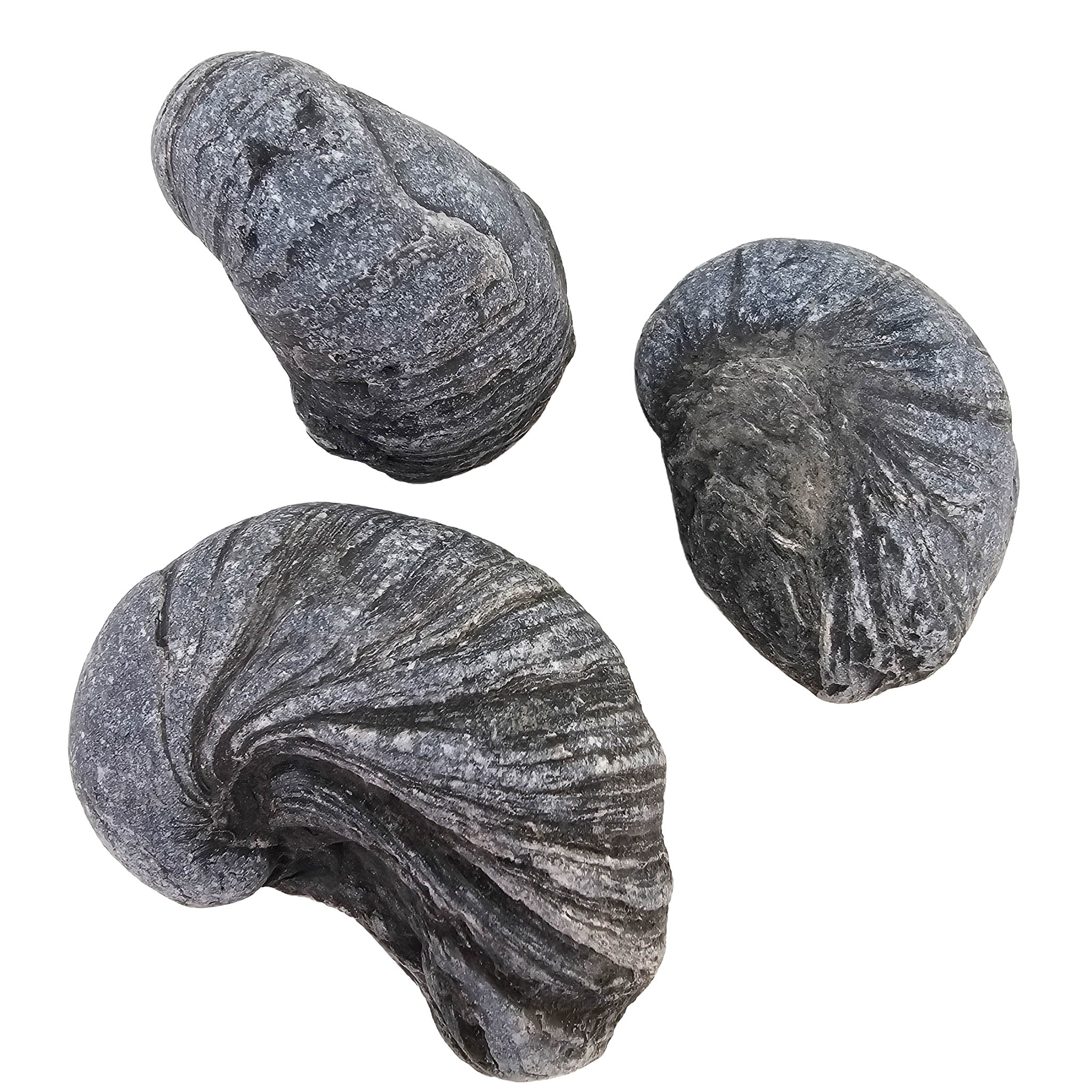 Devil's Toenail (Gryphaea) - Oyster Fossil