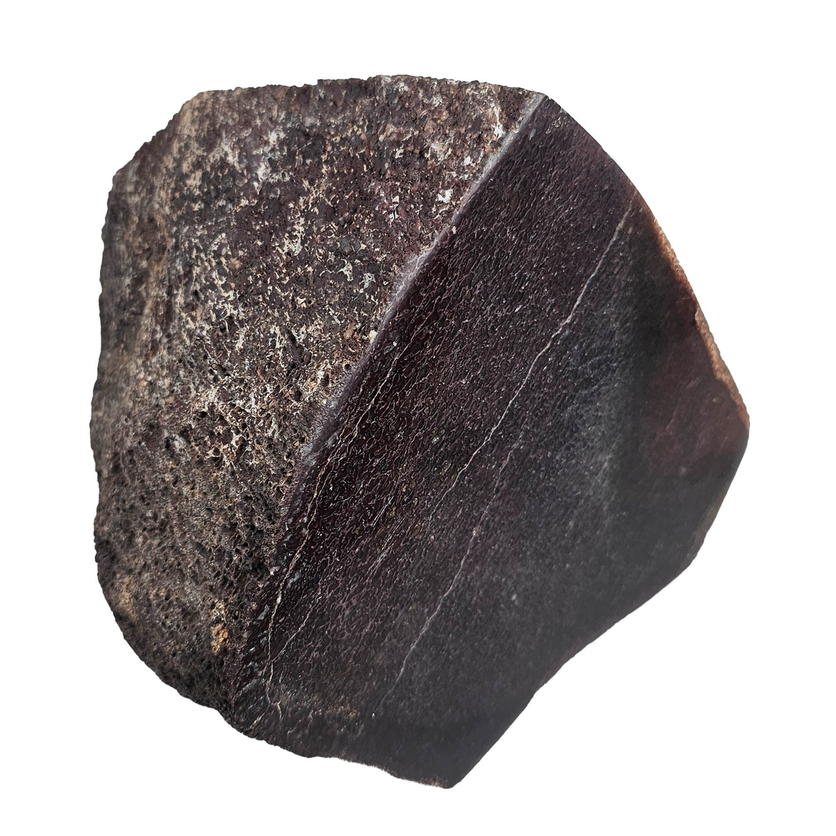 Dinosaur Bone Fragment fossil specimen from Morrison Formation, Utah, USA, Late Jurassic.