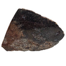 Dinosaur Bone Fragment - Fossil Specimen