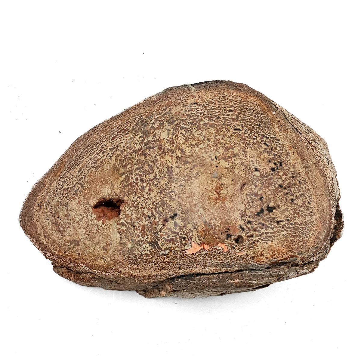 Dinosaur Bone Fragment fossil specimen from Morrison Formation, Utah, USA, Late Jurassic.