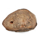 Dinosaur Bone Fragment - Fossil Specimen