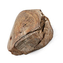 Dinosaur Bone Fragment - Fossil Specimen