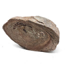 Dinosaur Bone Fragment - Fossil Specimen