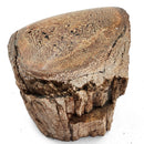 Dinosaur Bone Fragment - Fossil Specimen