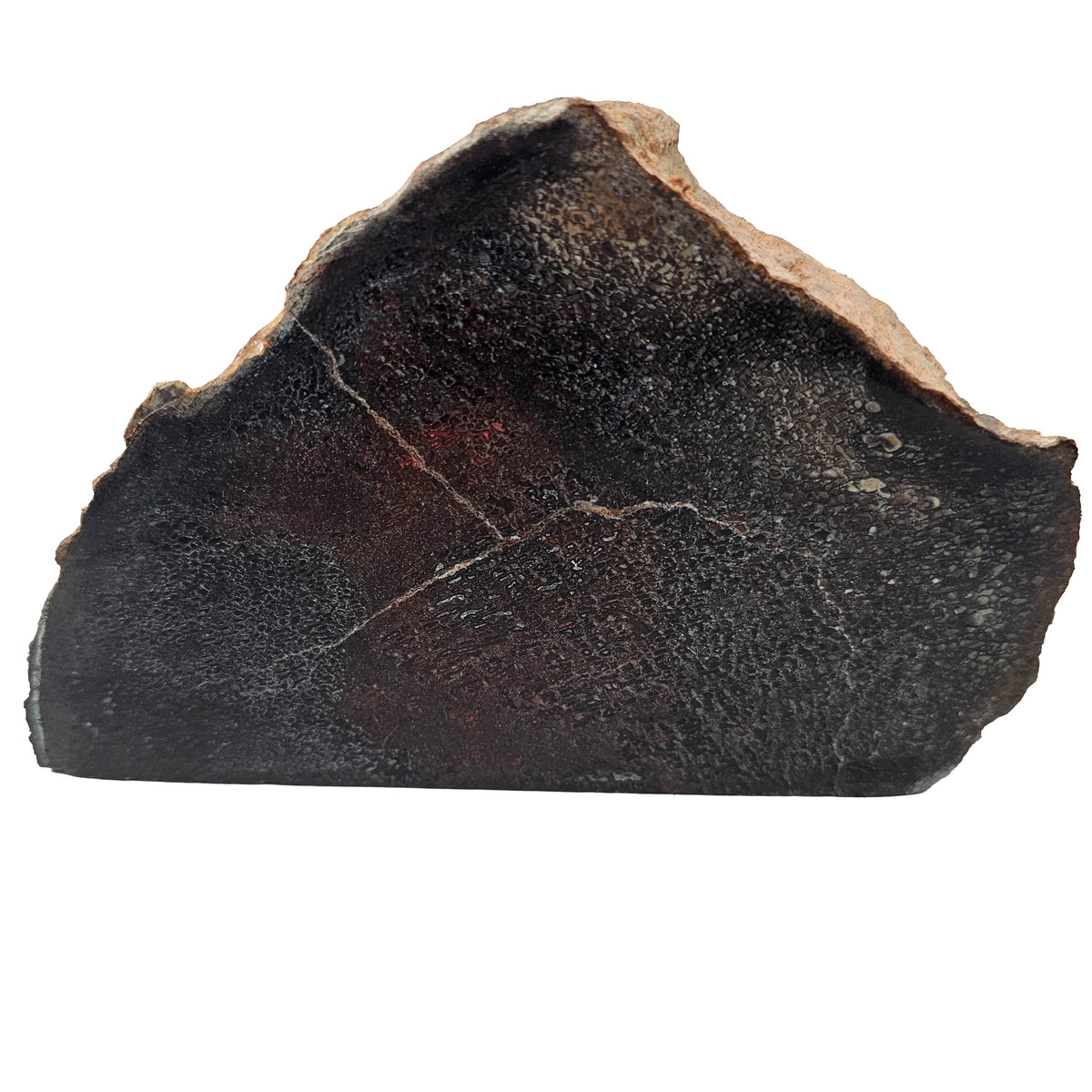 Dinosaur Bone Cross-Section fossil specimen from Morrison Formation, Utah, USA, Late Jurassic.