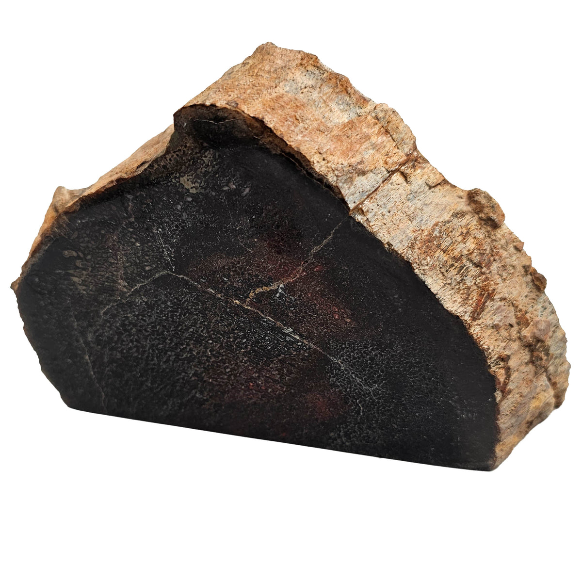 Dinosaur Bone Cross-Section fossil specimen from Morrison Formation, Utah, USA, Late Jurassic.