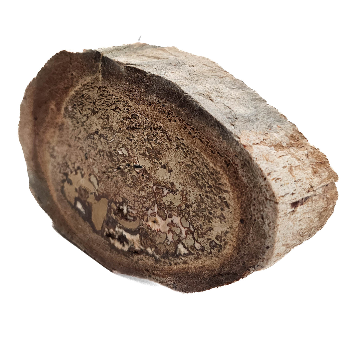 Dinosaur Bone Cross-Section fossil specimen from Morrison Formation, Utah, USA, Late Jurassic.