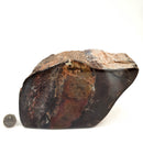 Dinosaur Bone Fragment - Fossil Specimen