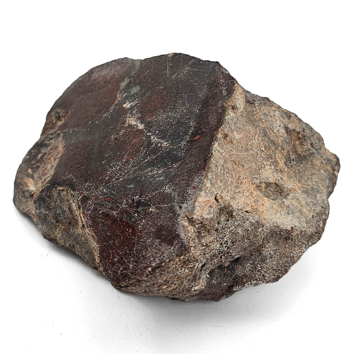 Dinosaur Bone Fragment fossil specimen from Morrison Formation, Utah, USA, Late Jurassic.