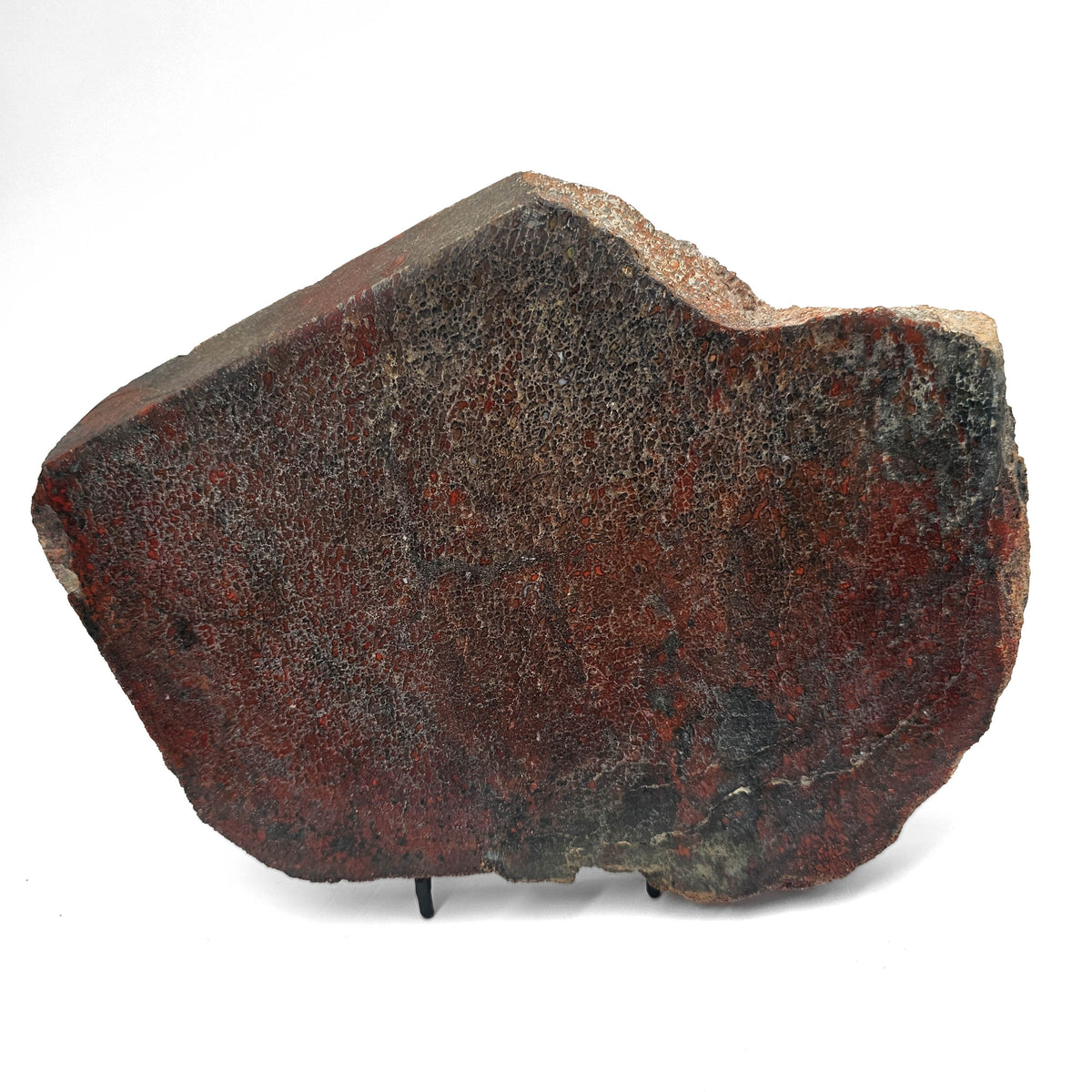 Dinosaur Bone Slab fossil specimen from Morrison Formation, Utah, USA, Late Jurassic.