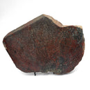 Dinosaur Bone Slab - Fossil Specimen
