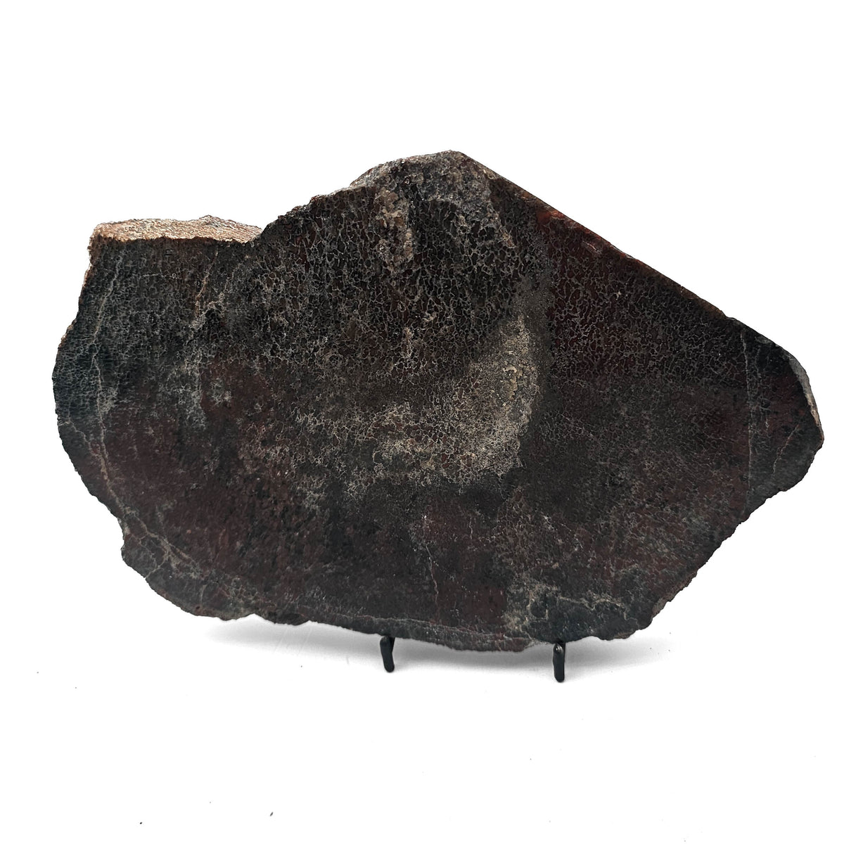 Dinosaur Bone Slab fossil specimen from Morrison Formation, Utah, USA, Late Jurassic.
