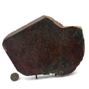 Dinosaur Bone Slab - Fossil Specimen
