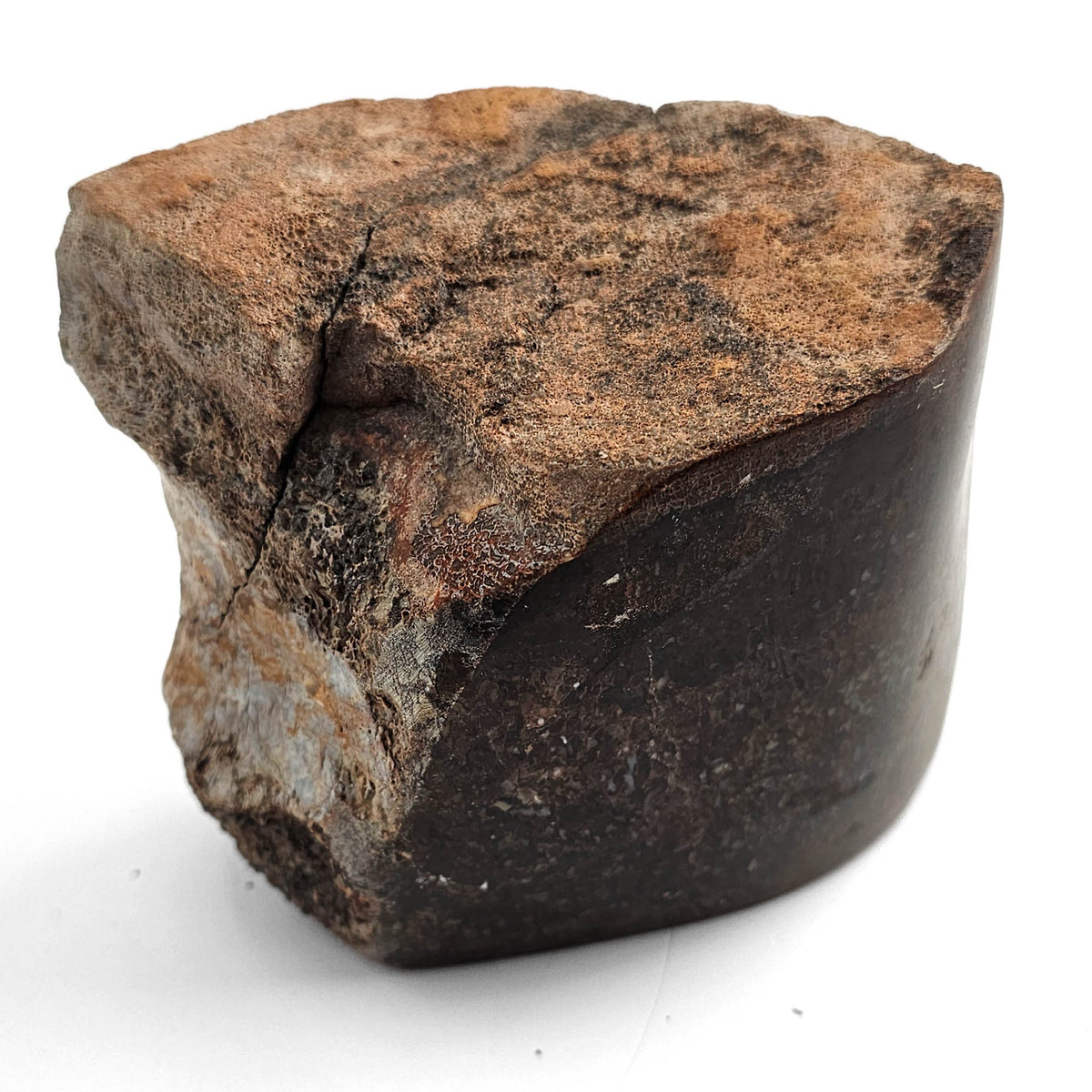 Dinosaur Bone Fragment fossil specimen from Morrison Formation, Utah, USA, Late Jurassic.