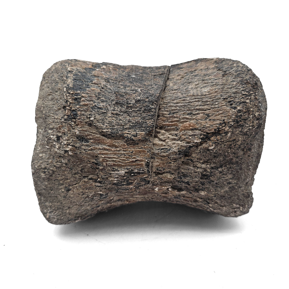 Dinosaur Bone Vertebra fossil specimen from Morrison Formation, Utah, USA, Late Jurassic.