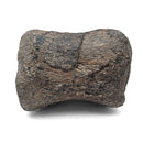 Dinosaur Bone Vertebra - Fossil Specimen