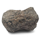 Dinosaur Bone Vertebra - Fossil Specimen