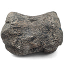 Dinosaur Bone Vertebra - Fossil Specimen