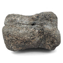 Dinosaur Bone Vertebra - Fossil Specimen