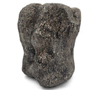 Dinosaur Bone Vertebra - Fossil Specimen