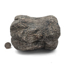 Dinosaur Bone Vertebra - Fossil Specimen