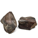Dinosaur Bone Fragment Pair - Fossil Specimen