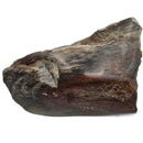 Dinosaur Bone Fragment Pair - Fossil Specimen