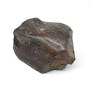 Dinosaur Bone Fragment Pair - Fossil Specimen