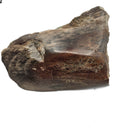 Dinosaur Bone Fragment Pair - Fossil Specimen