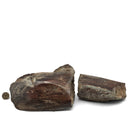 Dinosaur Bone Fragment Pair - Fossil Specimen