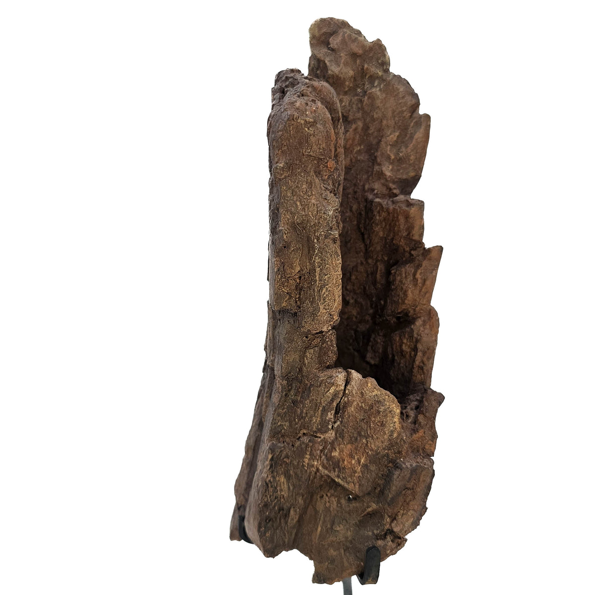 Tyrannosaurus Rex Bone Fragment fossil specimen from Hell Creek Formation, South Dakota, USA, Late Maastrichtian.