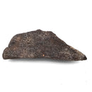 Dinosaur Bone Fragment - Fossil Specimen