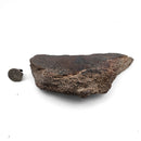 Dinosaur Bone Fragment - Fossil Specimen