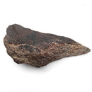 Dinosaur Bone Fragment - Fossil Specimen