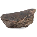 Dinosaur Bone Fragment - Fossil Specimen