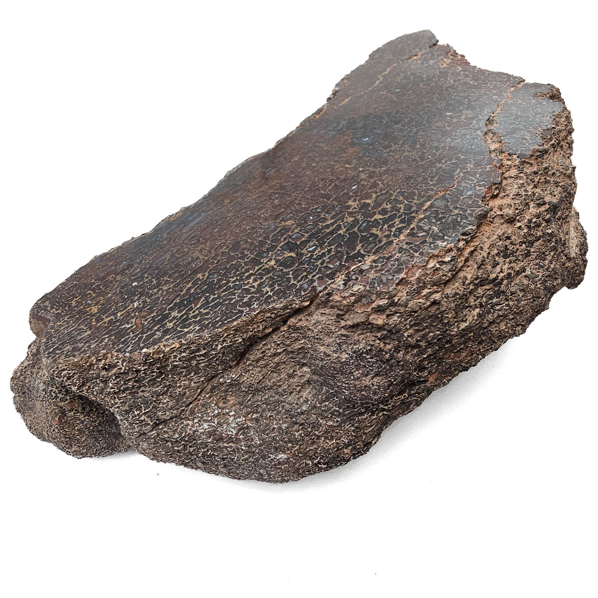 Dinosaur Bone Fragment fossil specimen from Morrison Formation, Utah, USA, Late Jurassic.