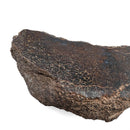 Dinosaur Bone Fragment - Fossil Specimen