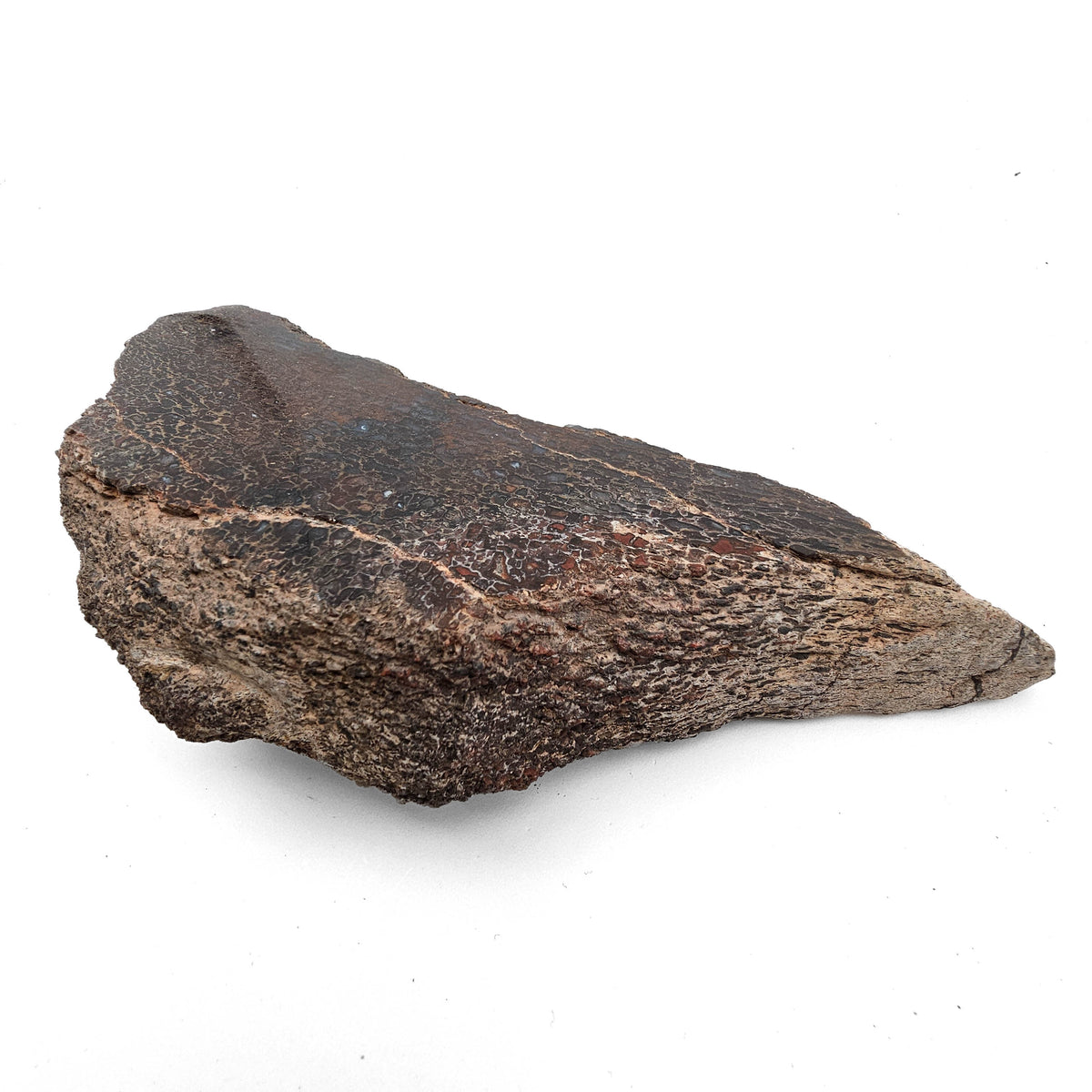 Dinosaur Bone Fragment fossil specimen from Morrison Formation, Utah, USA, Late Jurassic.