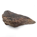 Dinosaur Bone Fragment - Fossil Specimen