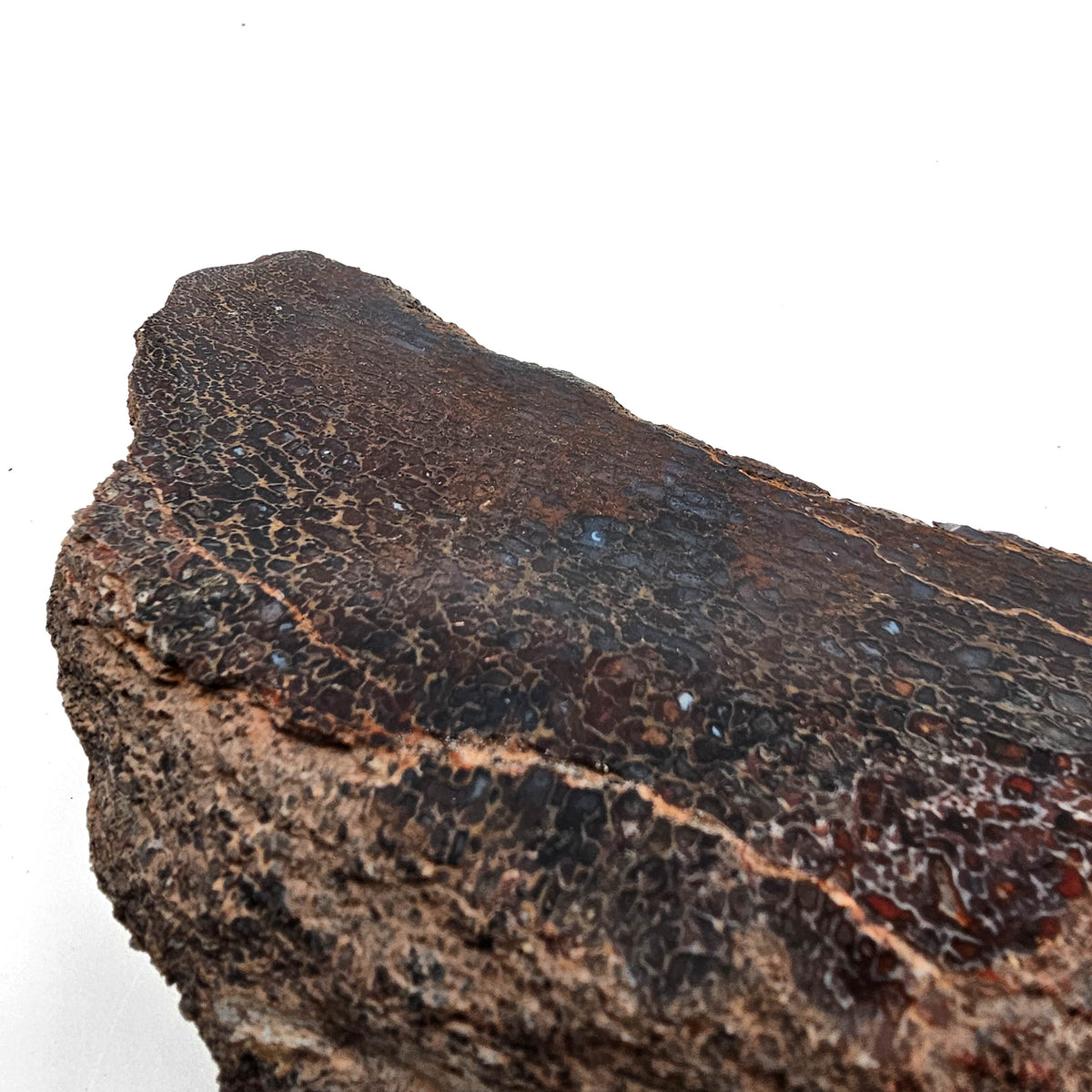 Dinosaur Bone Fragment fossil specimen from Morrison Formation, Utah, USA, Late Jurassic.