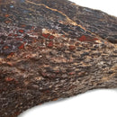 Dinosaur Bone Fragment - Fossil Specimen