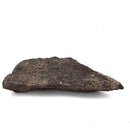 Dinosaur Bone Fragment - Fossil Specimen