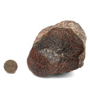 Dinosaur Bone Fragment - Fossil Specimen