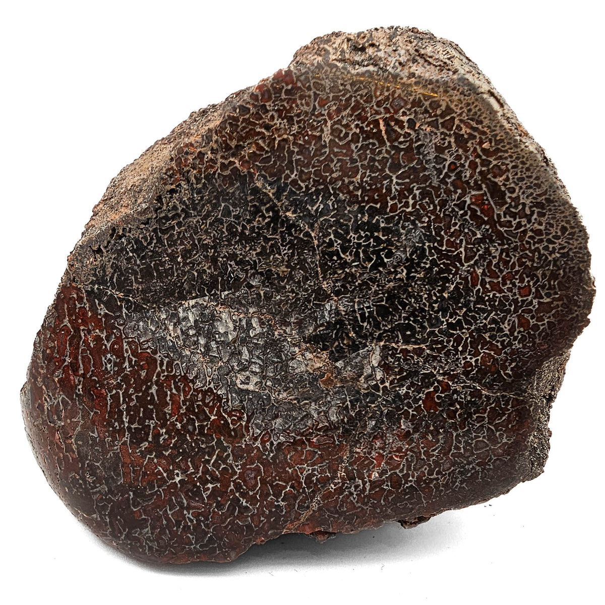 Dinosaur Bone Fragment fossil specimen from Morrison Formation, Utah, USA, Late Jurassic.